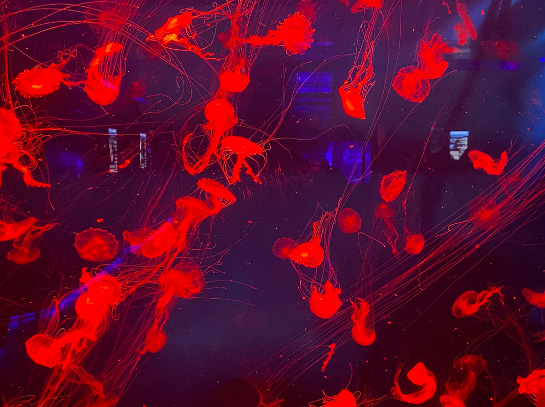 Jellyfish Museum-基辅必去景点