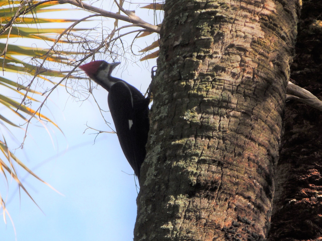 Myakkahatchee Creek Environmental Park景点图片