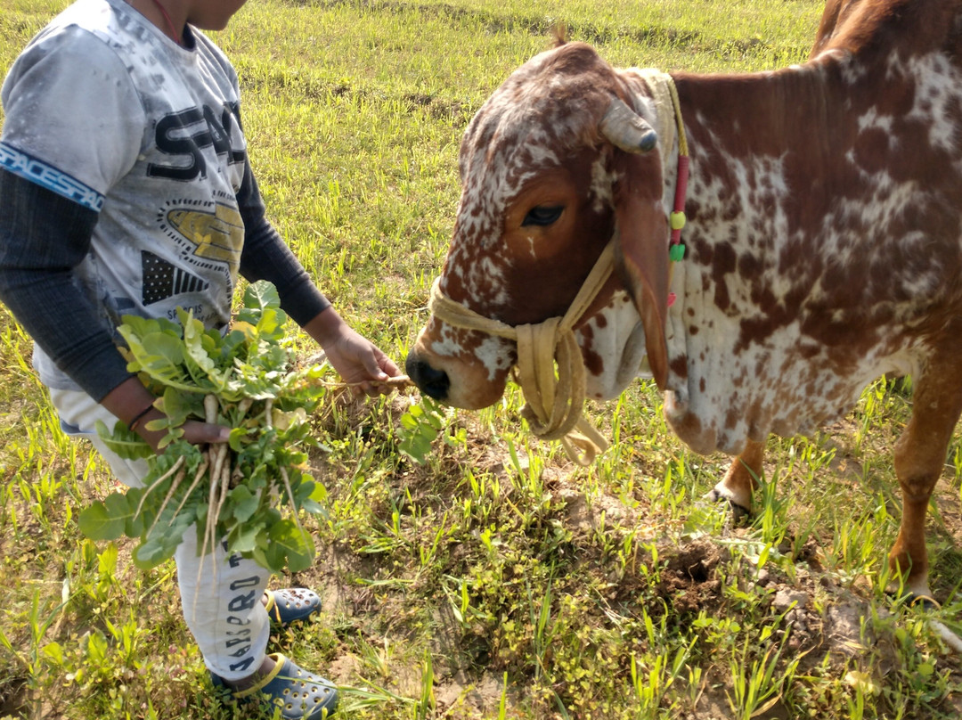 Gosakhi Ashhram-Dholpur必去景点