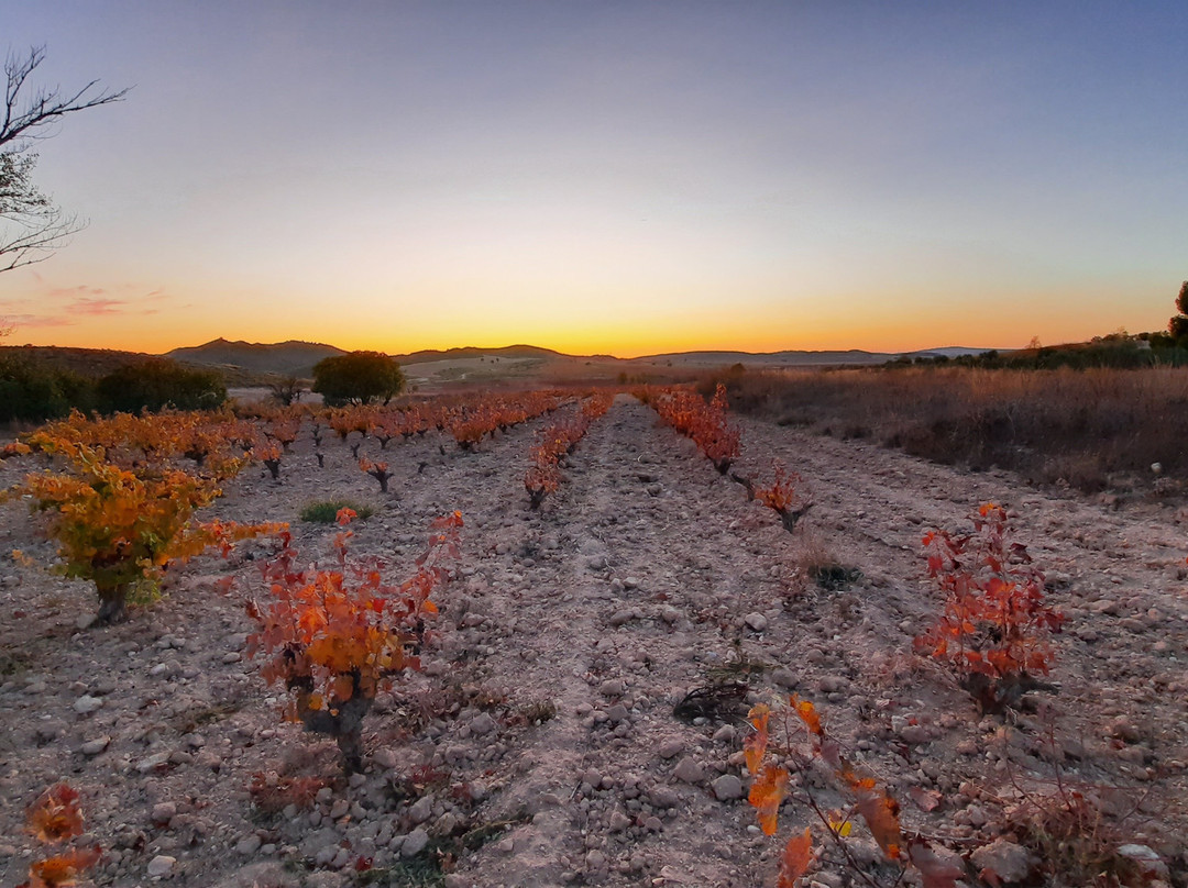 Hotel Enoturismo Mainetes主图