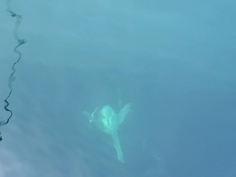 Semper Fish Charters-德斯廷必去景点