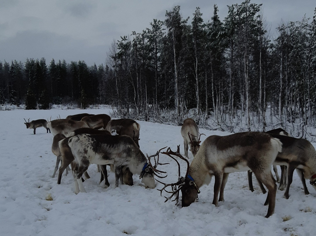 Kujala Reindeer Farm景点图片