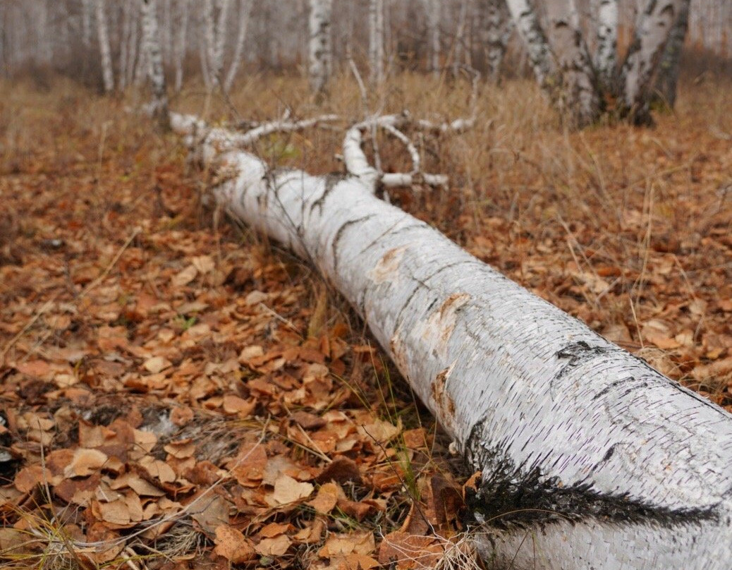 白桦林童话森林-额尔古纳市必去景点