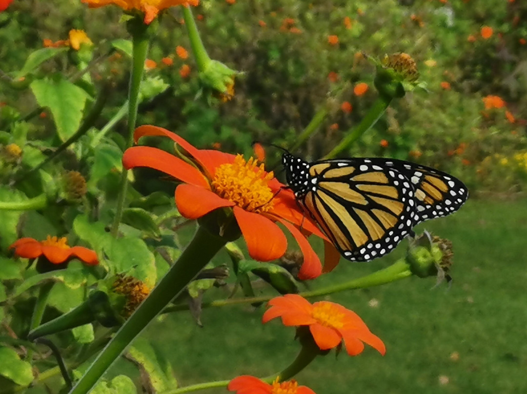 Skylands New Jersey Botanical Gardens景点图片