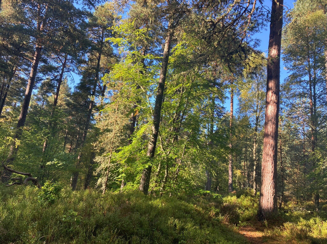 Anagach Woods-Grantown-on-Spey必去景点