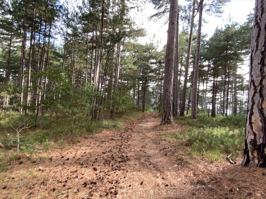 Koreiz trail-Koreiz必去景点