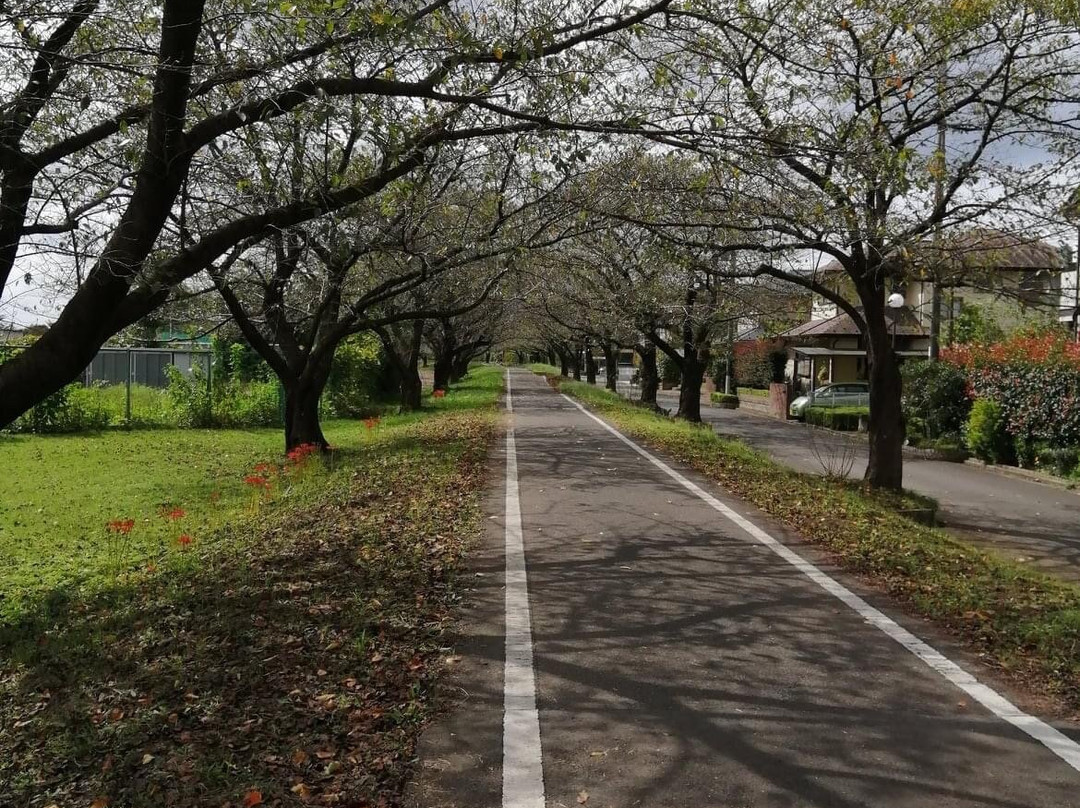Saitama Prefectural Road 157 Kawagoe Sayama Bike Trail-川越市必去景点