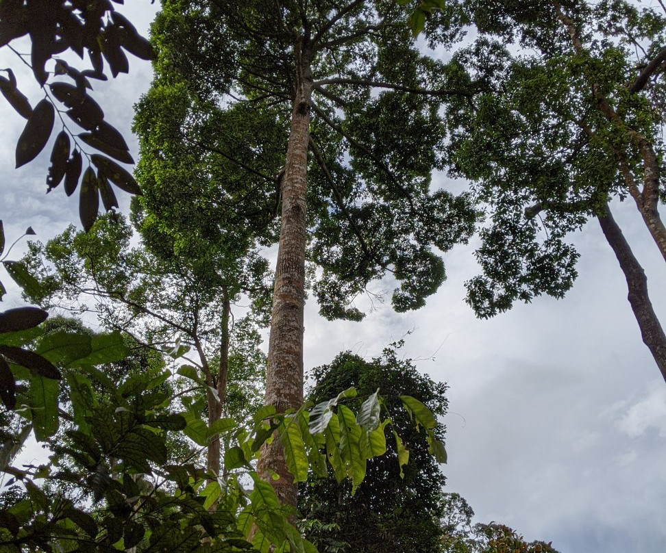 Ayer Hitam Forest Reserve景点图片