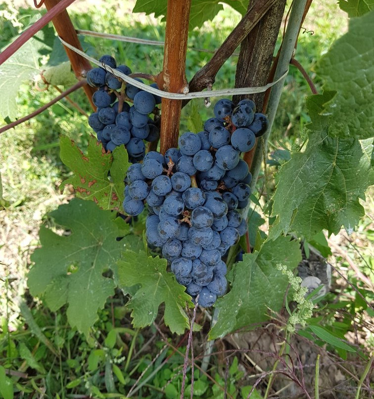 Aleksander Estate Winery-Kingsville必去景点