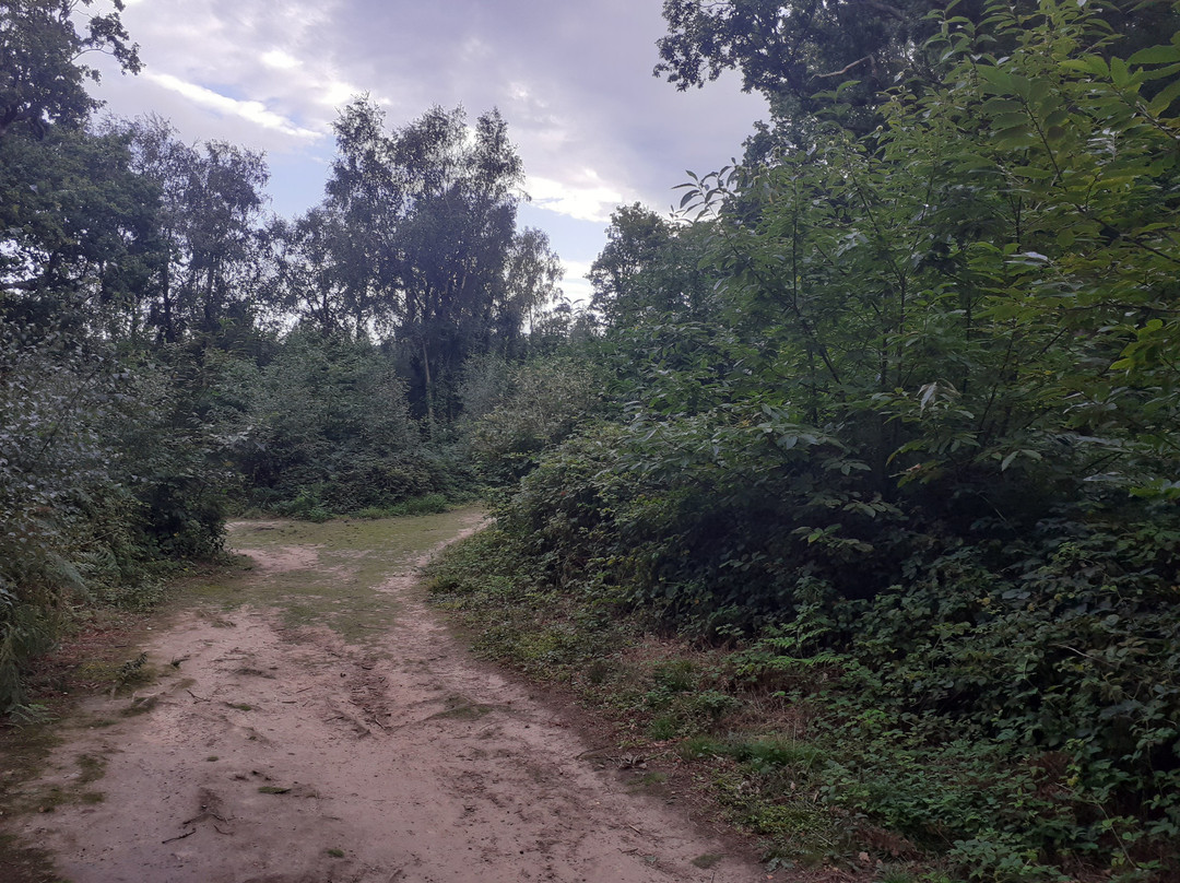 Guestling Wood景点图片