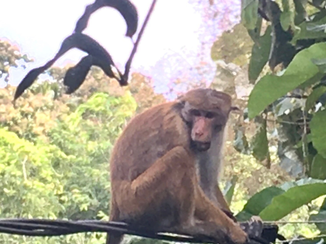 Swiss Lanka Bed & Breakfast主图