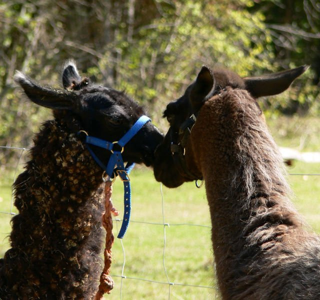 The Llama Sanctuary-Tappen必去景点