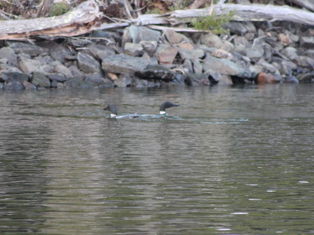 Rangeley Region Lake Cruises and Kayaking景点图片