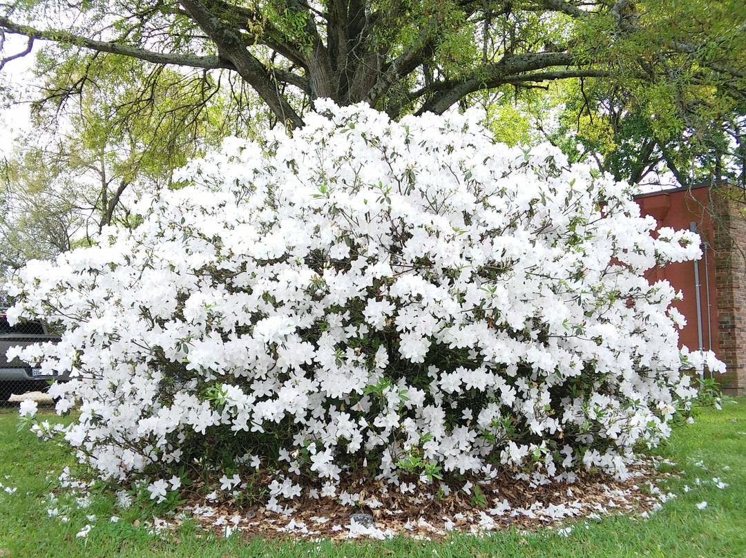 Azalea Trail景点图片