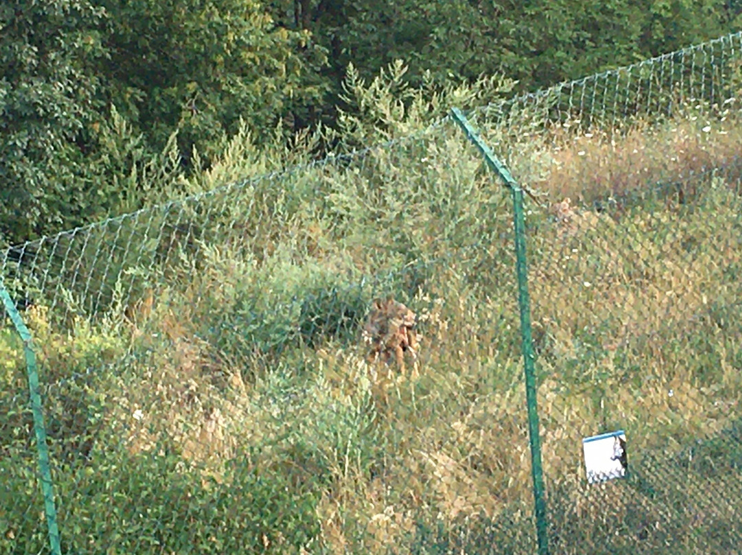 Area faunistica del Lupo-Pretoro必去景点