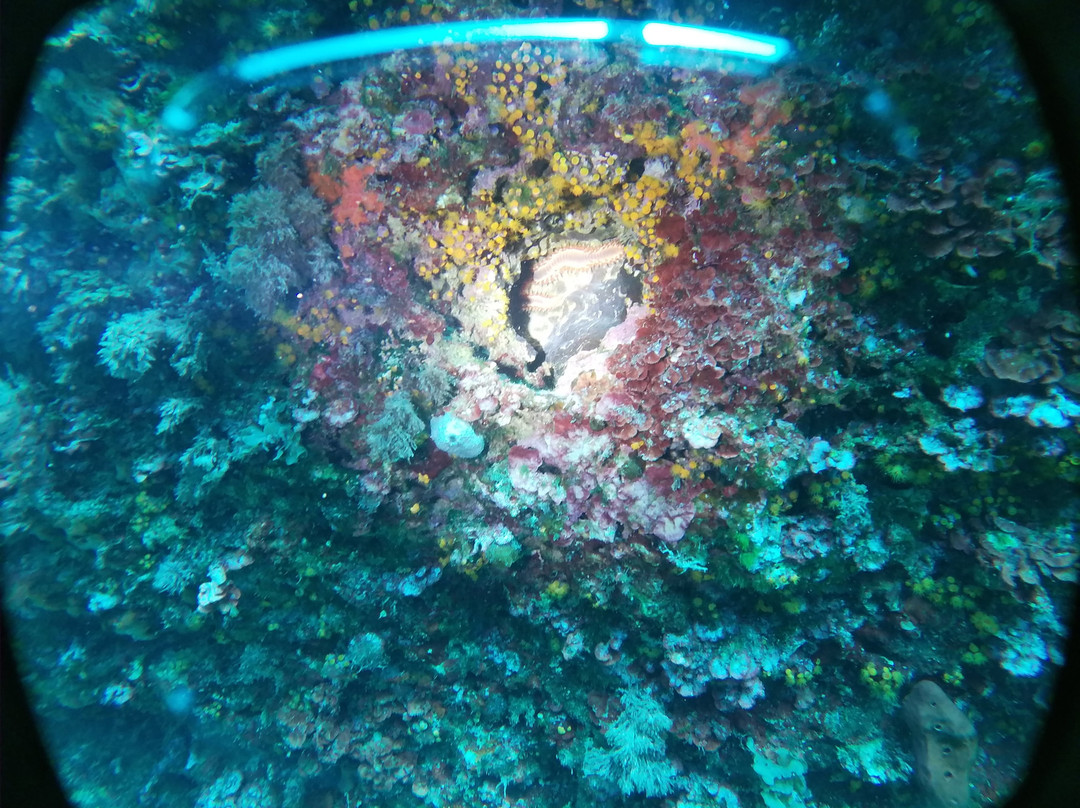 Dive4earth Diving center-Terrasini必去景点