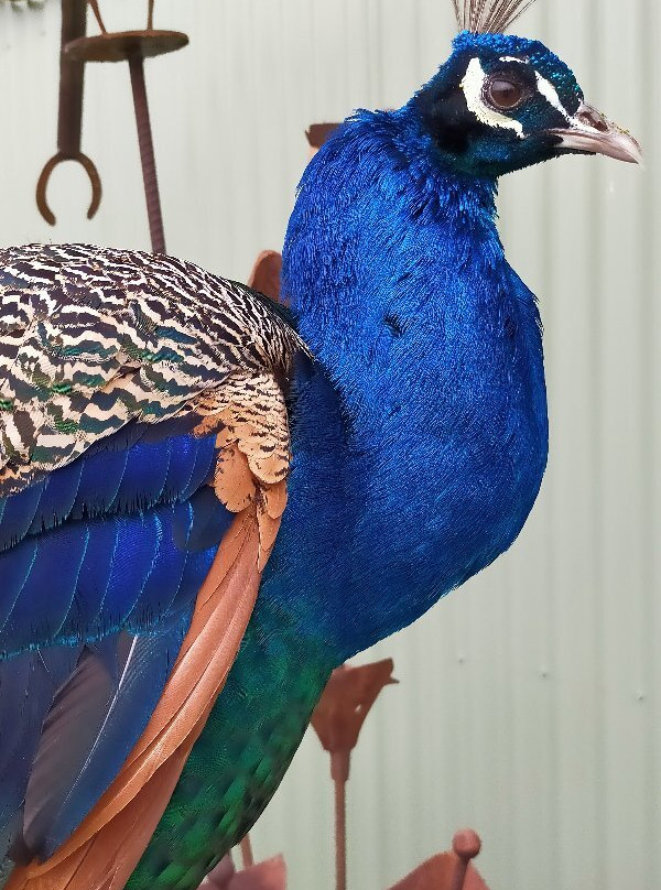 Mansfield Zoo-曼斯菲尔德必去景点