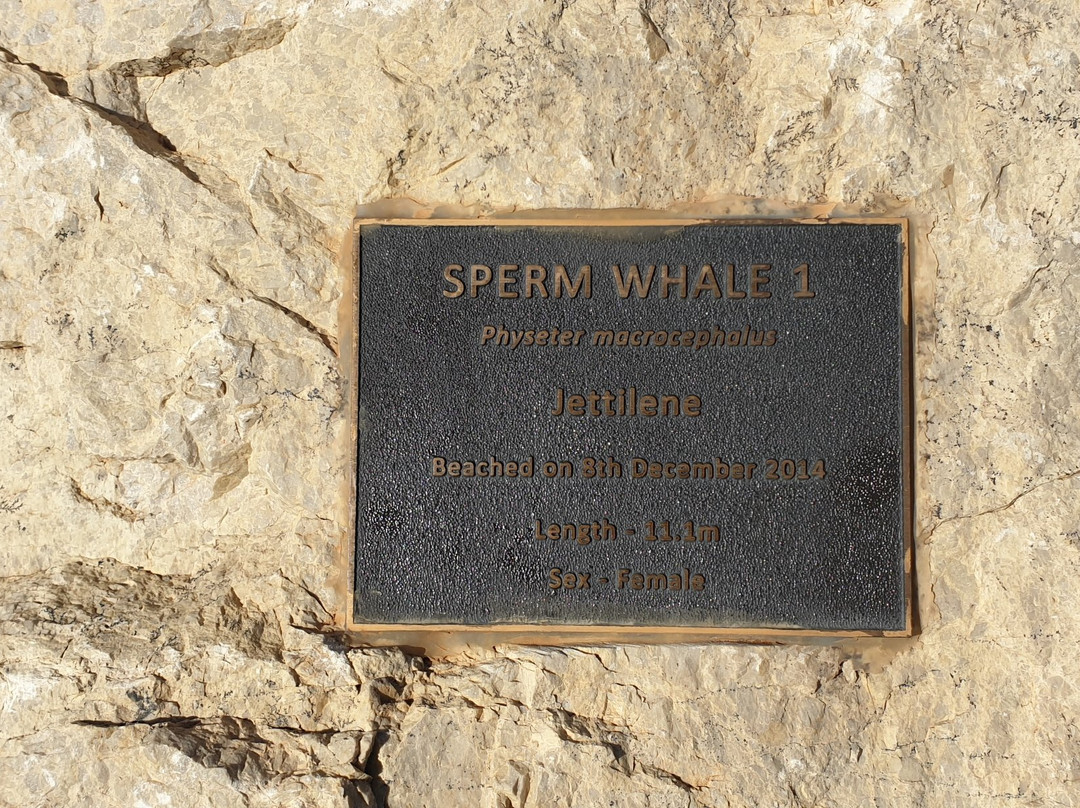 Sperm Whale Memorial-Ardrossan必去景点