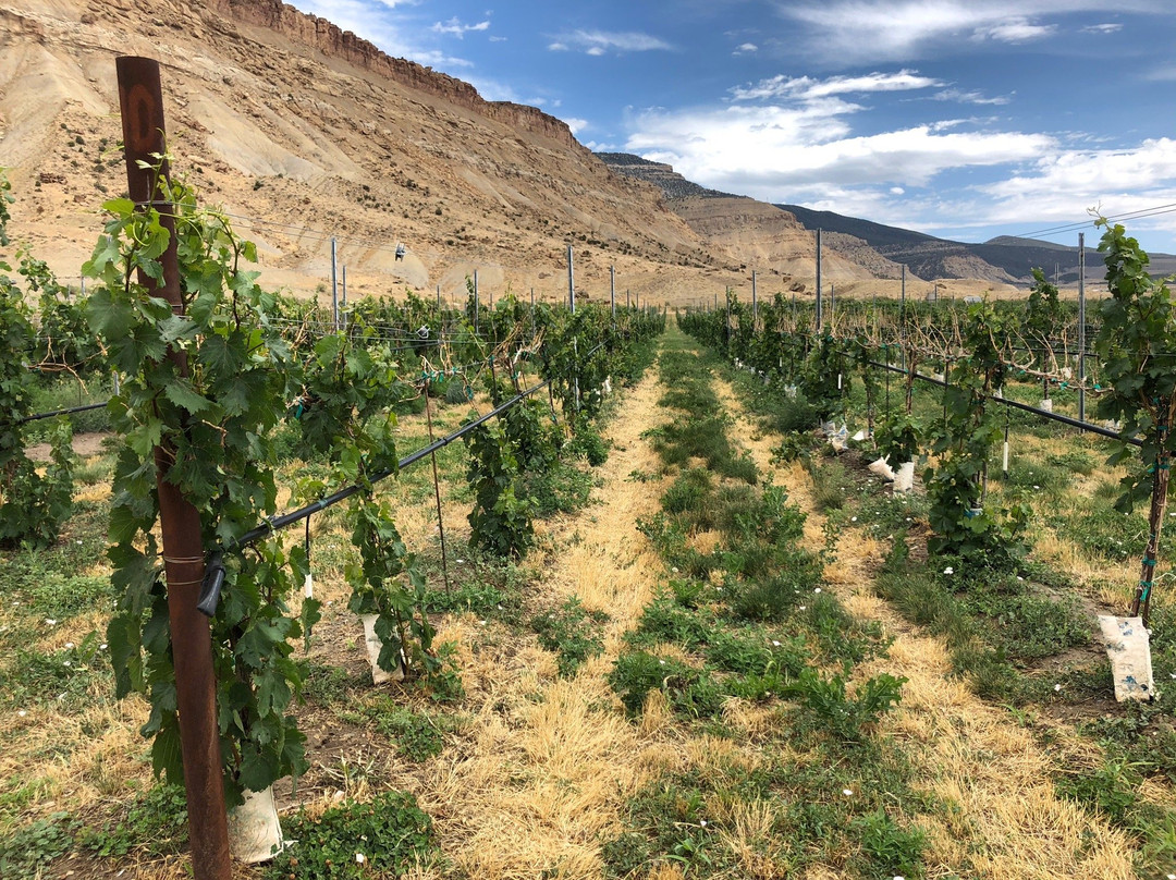 Bookcliff Vineyards-Palisade必去景点