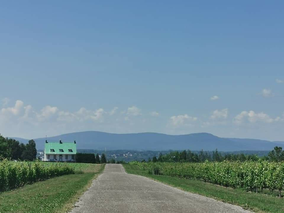 Vignoble Ste-Petronille景点图片