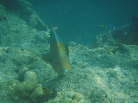 Fury Key West Snorkeling-基韦斯特必去景点