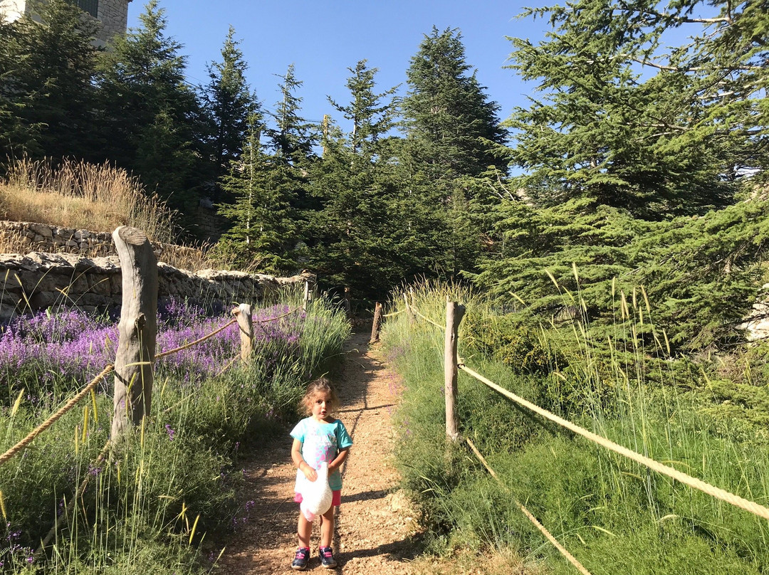 Le Cedrus Hotel主图