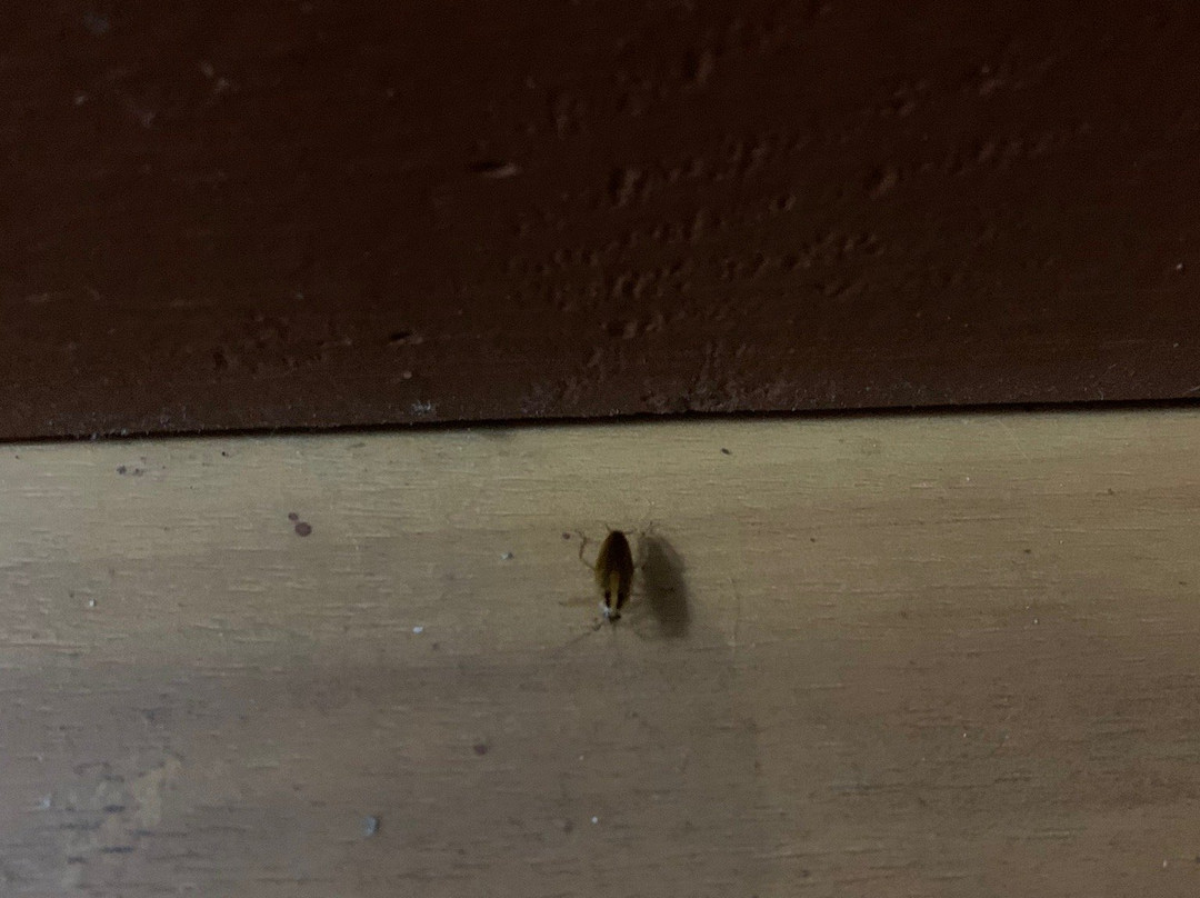 Days Inn by Wyndham Byron主图