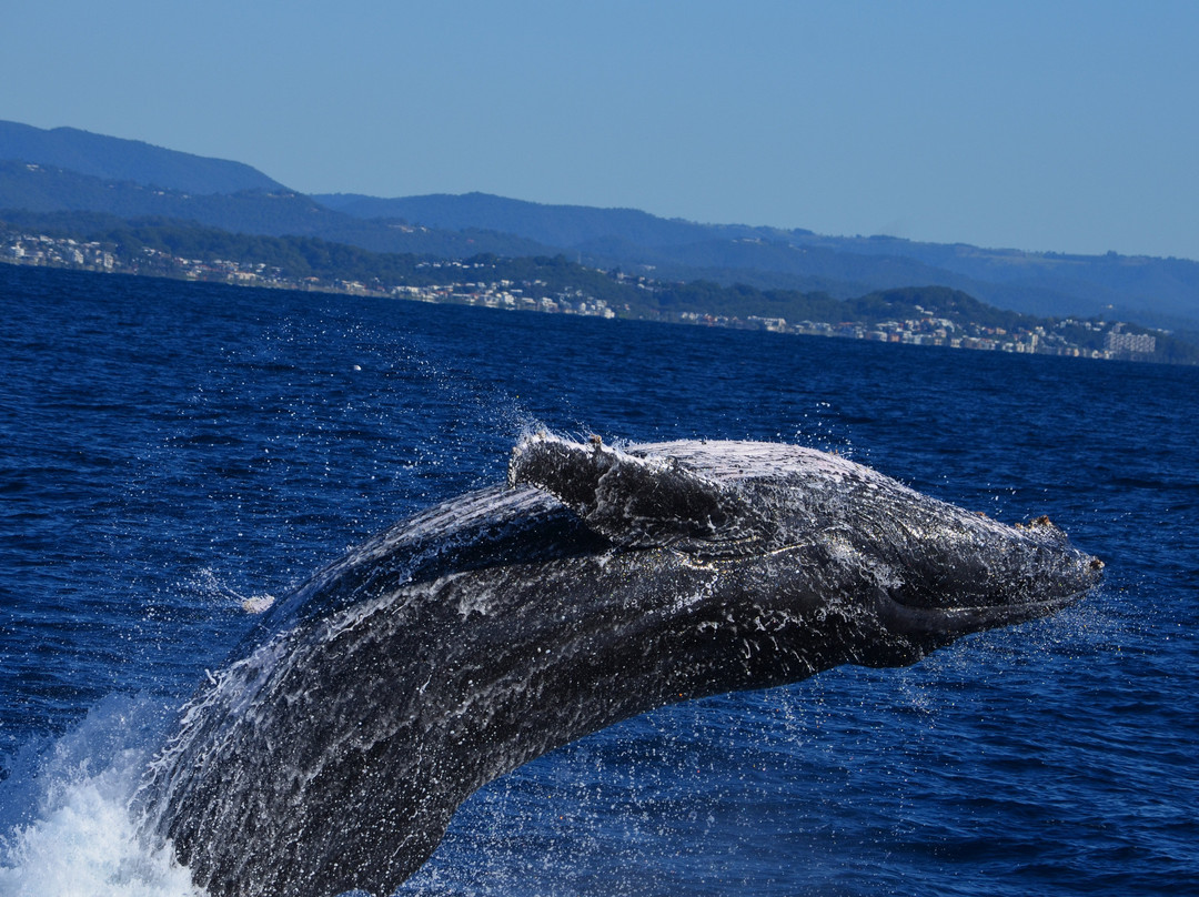 Coolangatta Whale Watch-堤维德岬必去景点