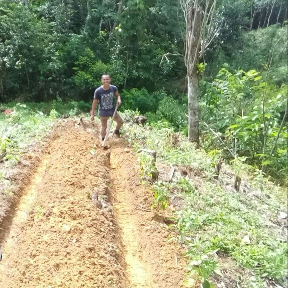 Sumatra trek and village tours-武吉拉旺必去景点