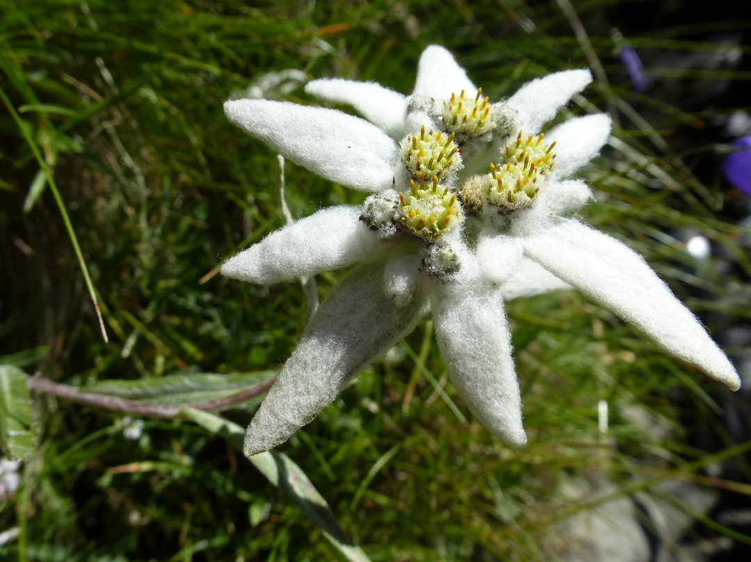 Gries im Sellrain酒店住宿-Landhaus Notburga