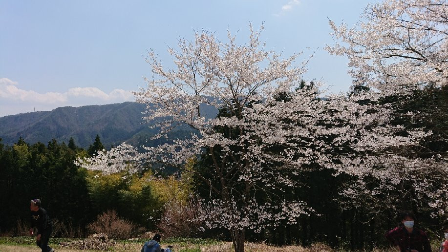 Daigo Zakura景点图片