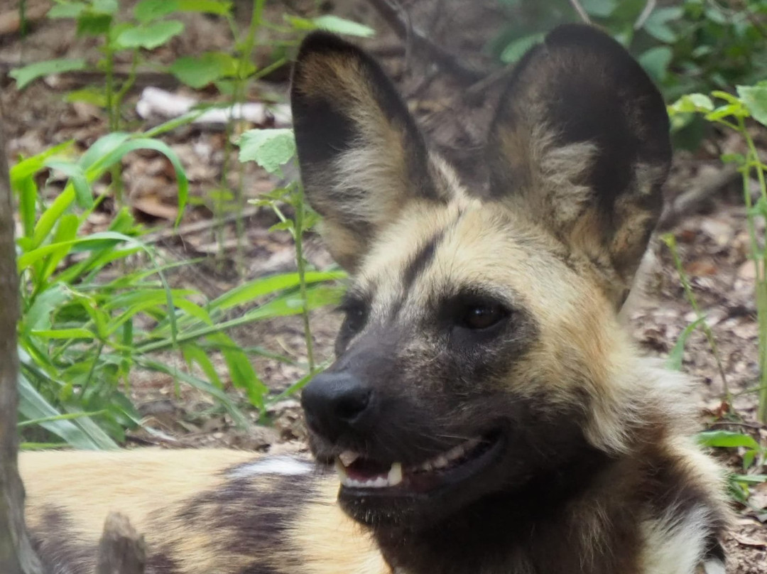 Painted Dog Conservation景点图片