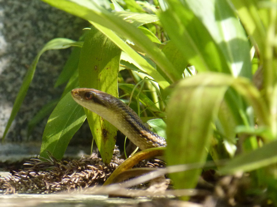 Yamatsuriyama Park-矢祭町必去景点