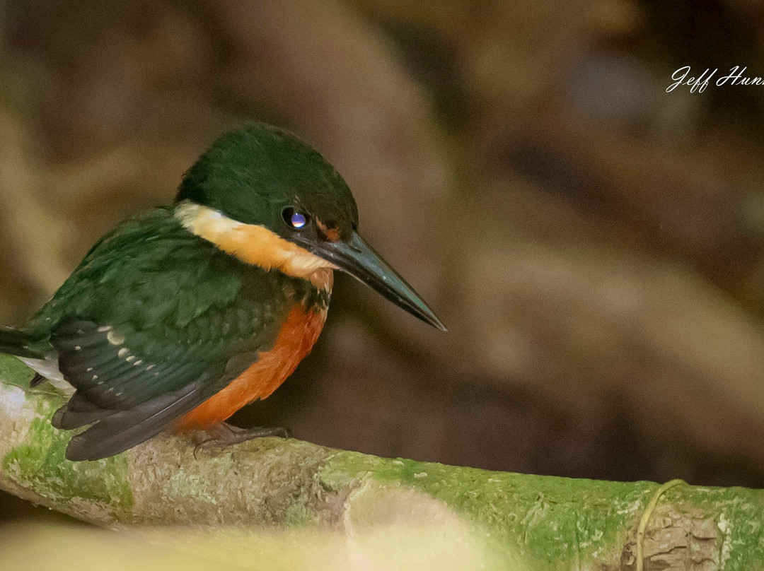 Panama Pipeline Bird Tours景点图片