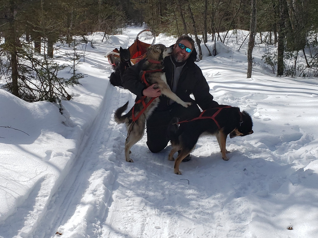 White Wilderness Sled Dog Adventures景点图片