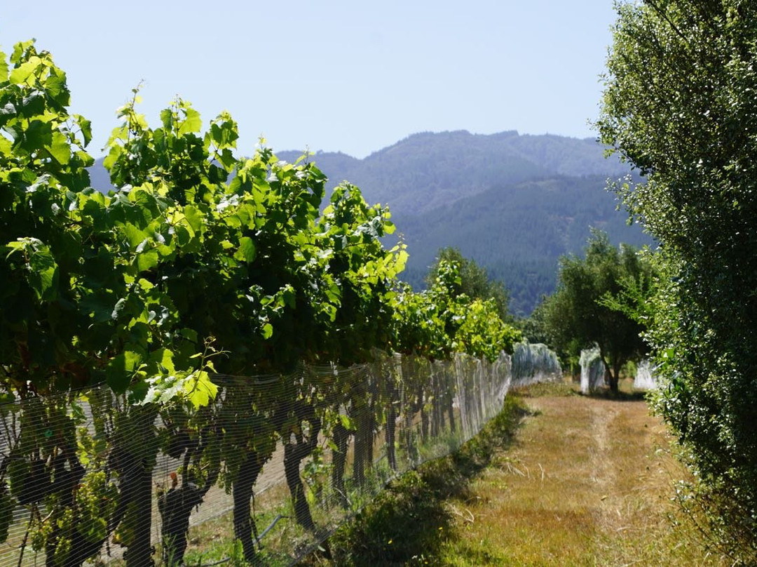 Huia Vineyards景点图片