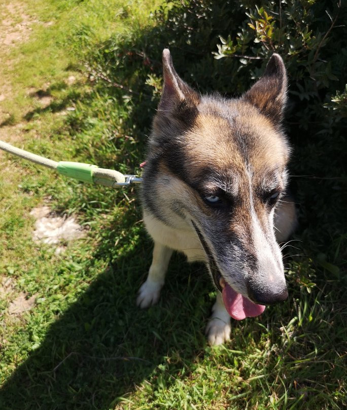 Kyrenia Animal Rescue-克利尼亚必去景点
