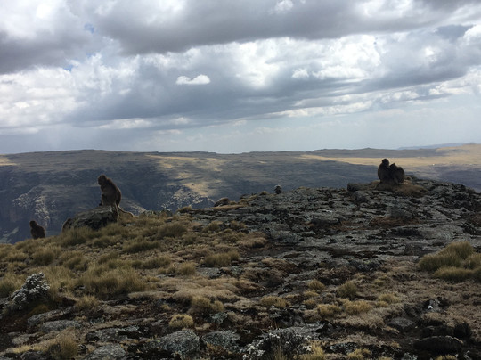 Simien Adventure Tours-贡德尔必去景点