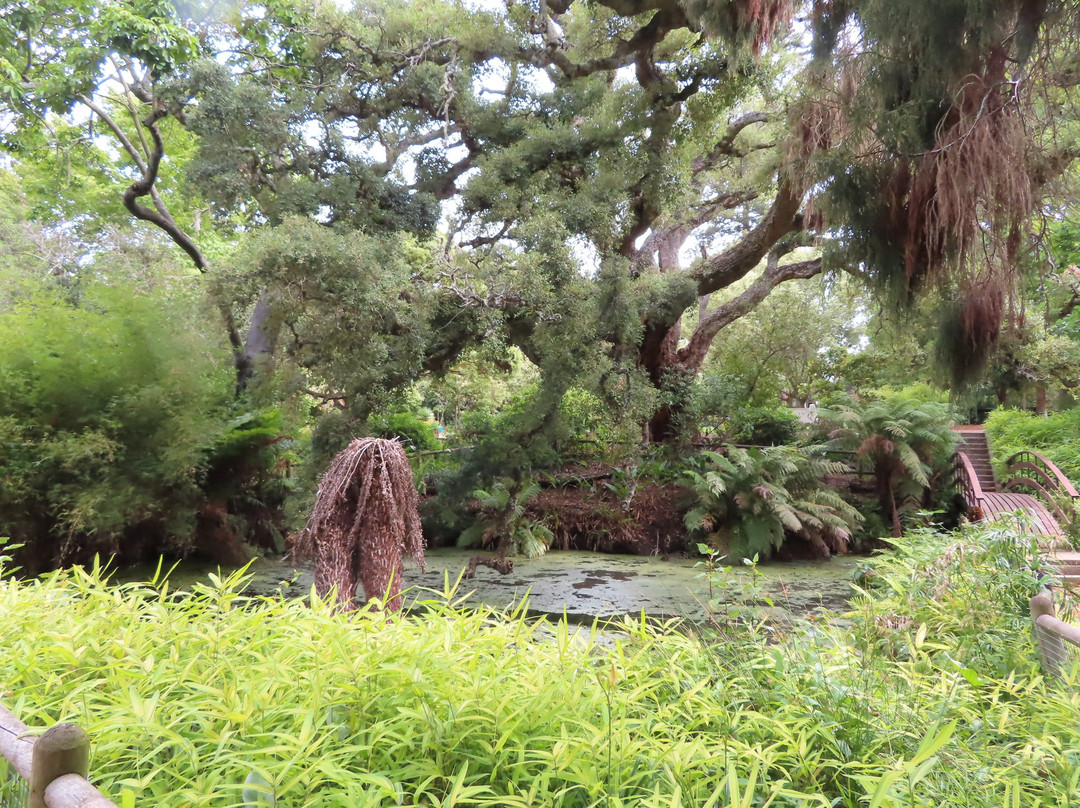 Arderne Gardens景点图片