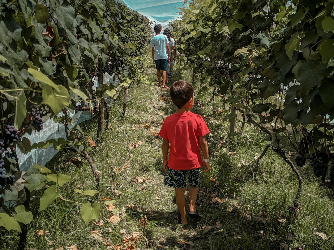 Adega e Cervejaria Galvao-容迪亚伊必去景点