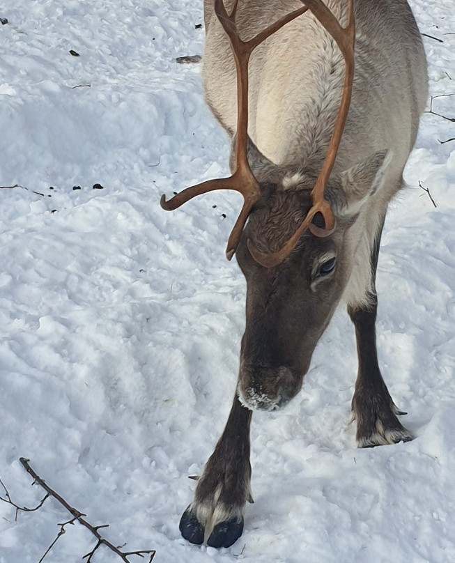 Kopara Reindeer Park景点图片