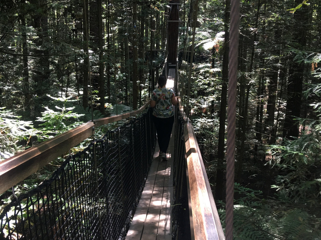 Redwoods Treewalk景点图片