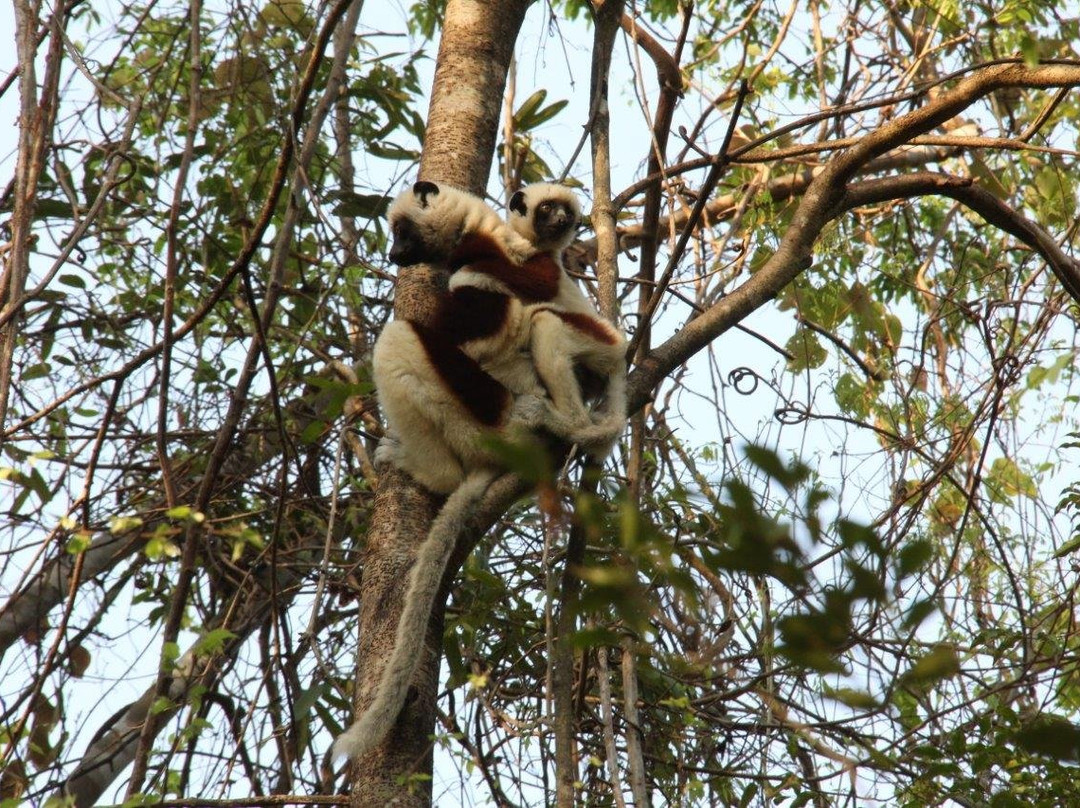 Ankarafantsika National Park旅游攻略图片