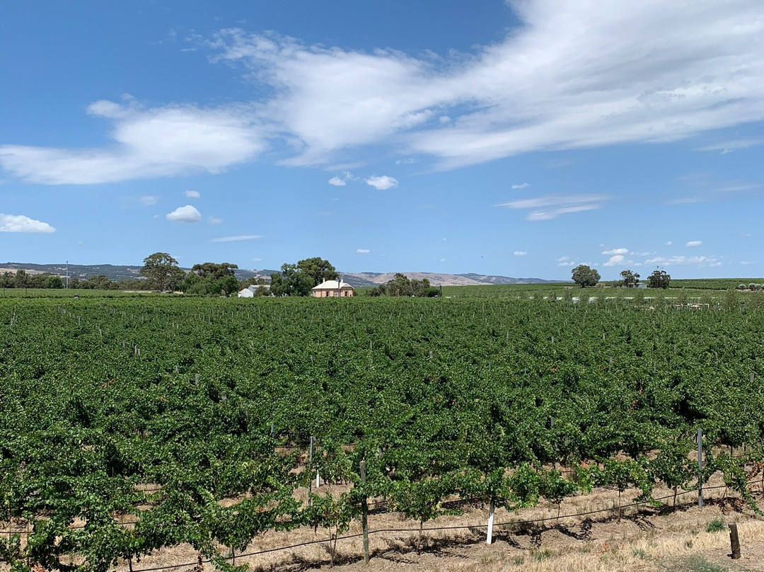 Wirra Wirra Vineyards景点图片