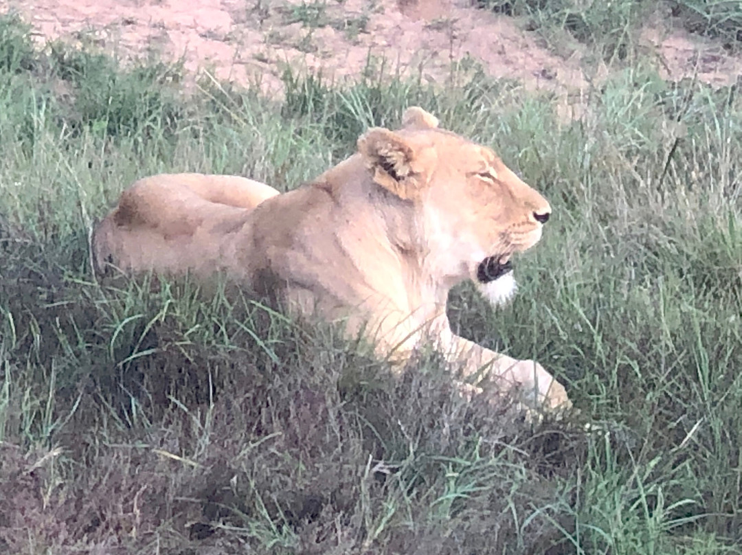 Schotia Tooth and Claw Safari景点图片