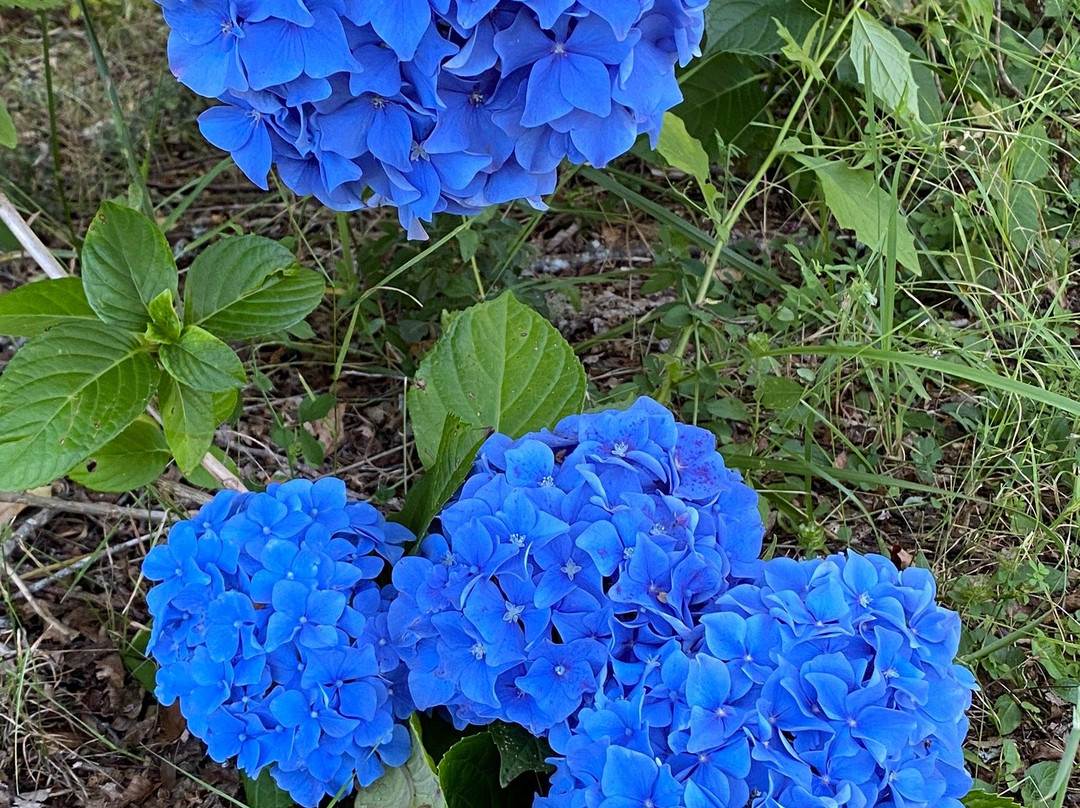 La Codorniz B&B主图