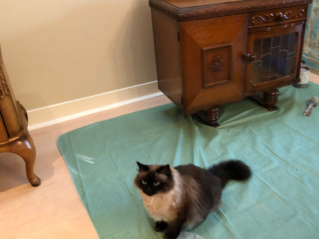 Peacock Dream Design - Furniture painting workshops-阿姆斯特丹必去景点