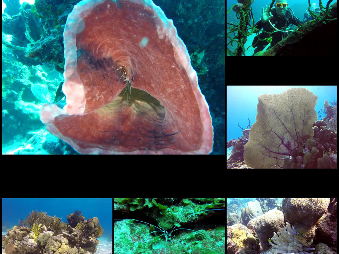 La Casa del Buzo主图