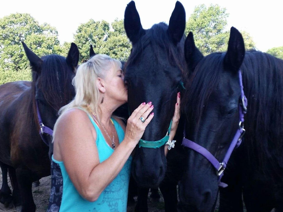 Friesian Herd Experiences