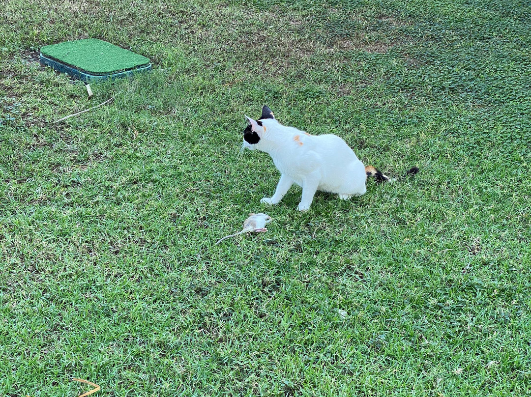 美丽华阿尔阿卡海滩度假村 - 富查伊拉主图